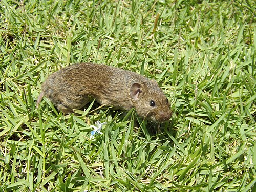 Mediterrane woelmuis (Microtus guentheri)