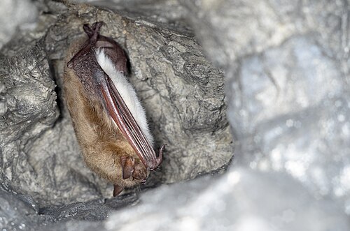 Meervleermuis (Myotis dasycneme)