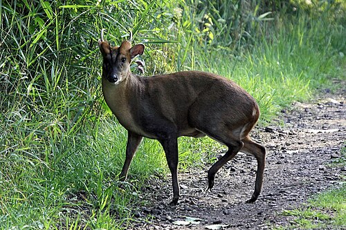 Muntjak (Muntiacus reevesi)