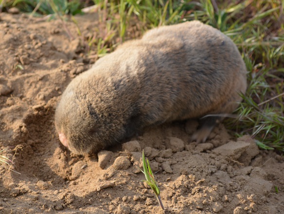 Hungarian Blind Mole-rat (Nannospalax hungaricus)