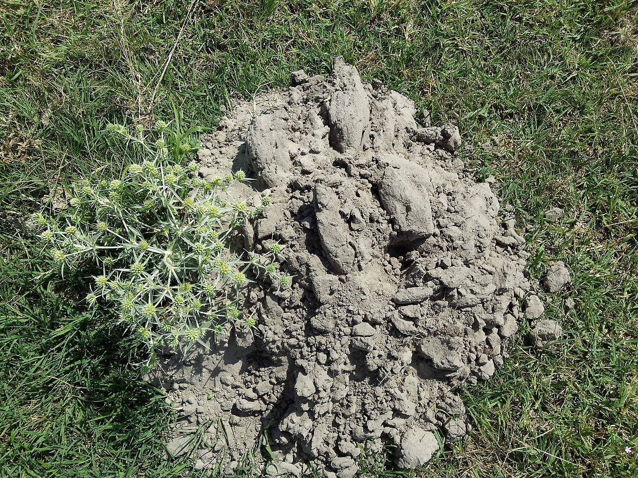 Hungarian Blind Mole-rat, fresh mound in steppe grassland at hajdúbagos, hungary: broad, low and built of coarse clods, with no visible tunnel opening, beside field eryngo. the identification rests on the locality — hajdúbagos is a well-known hungarian mole-rat site — and on the shape and size of the mound