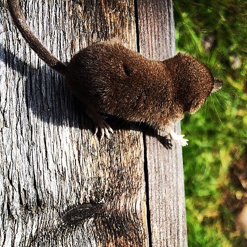 Noordse spitsmuis (Sorex caecutiens)