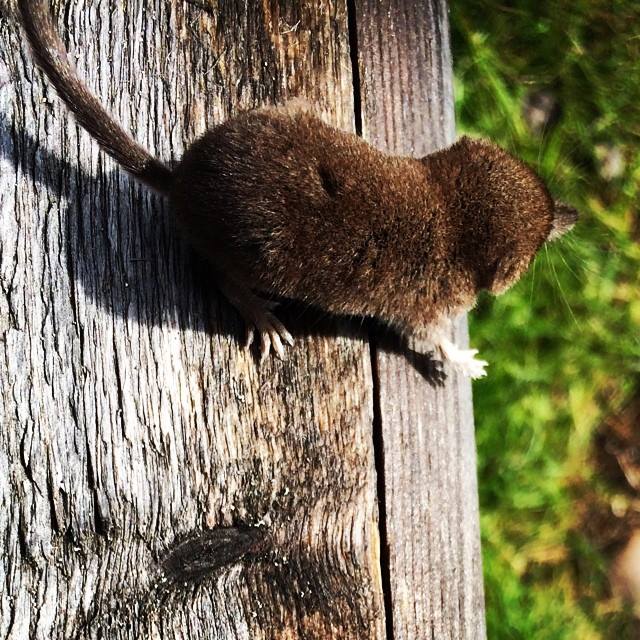 Laxmann's Shrew (Sorex caecutiens)