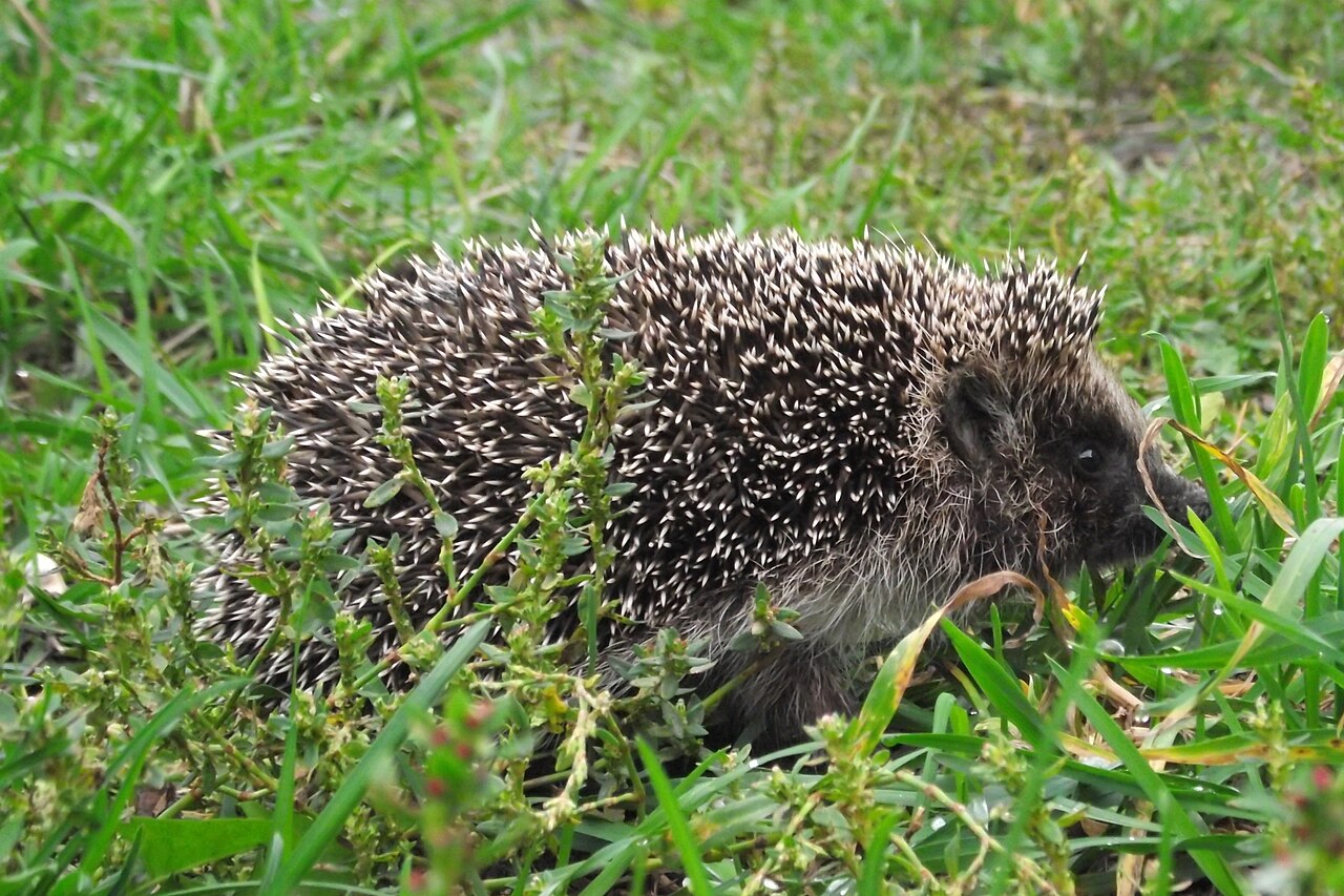 Northern White-breasted Hedgehog, juvenile of the year foraging on a lawn in late september, moscow region; young from the second litter of late august have a few months in which to reach a winter weight