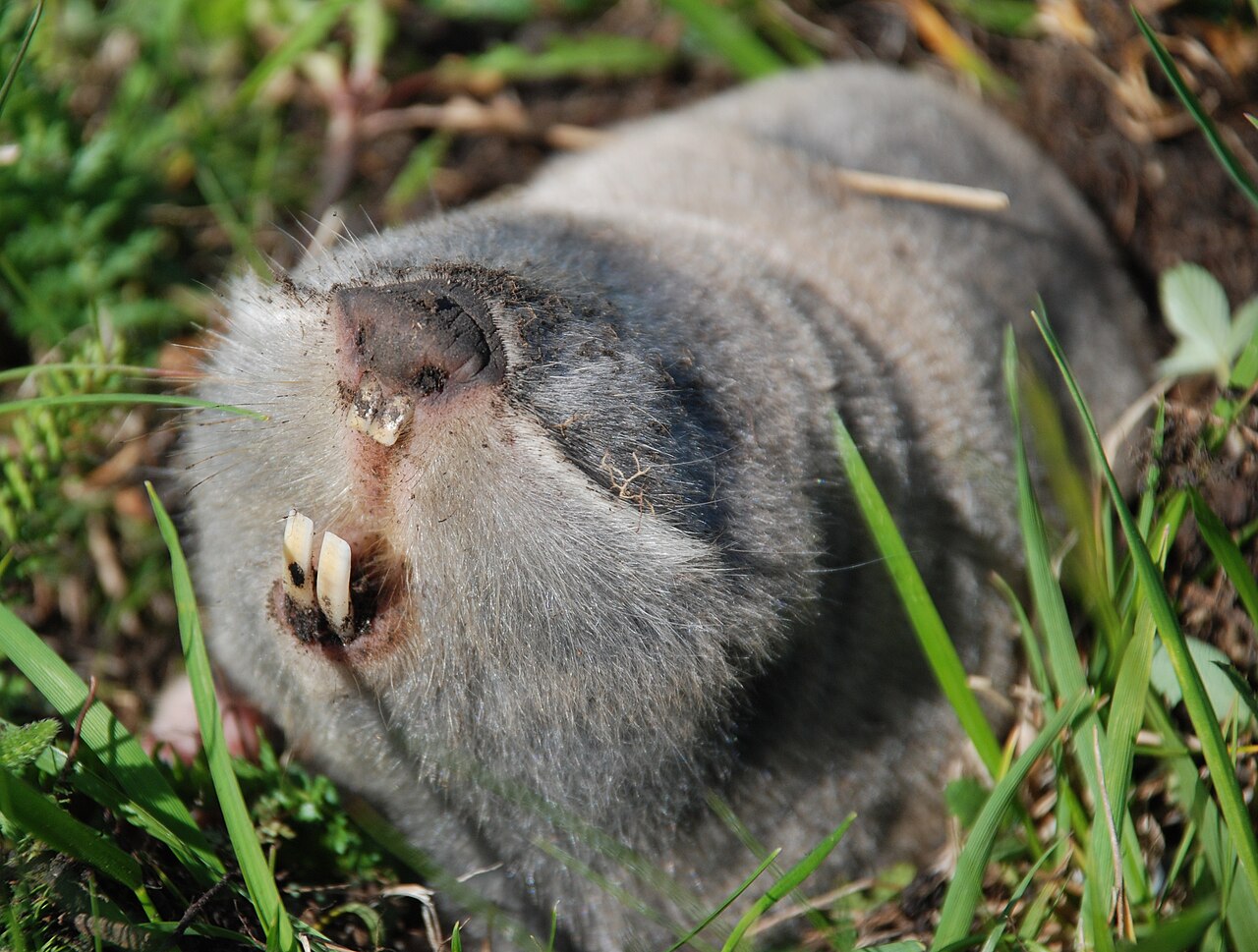 Greater Blind Mole Rat, head in profile in the striltsivskyi step steppe reserve, luhansk, may 2009: the broad flat wedge, the bare nose pad with soil on it, the long white whiskers and bristly fringe, the yellow incisors protruding in front of closed lips, and the flat skin where the eye should be