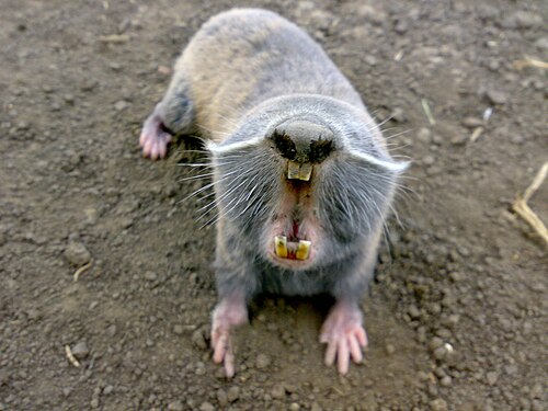 Oostelijke blinde muis (Spalax microphthalmus)