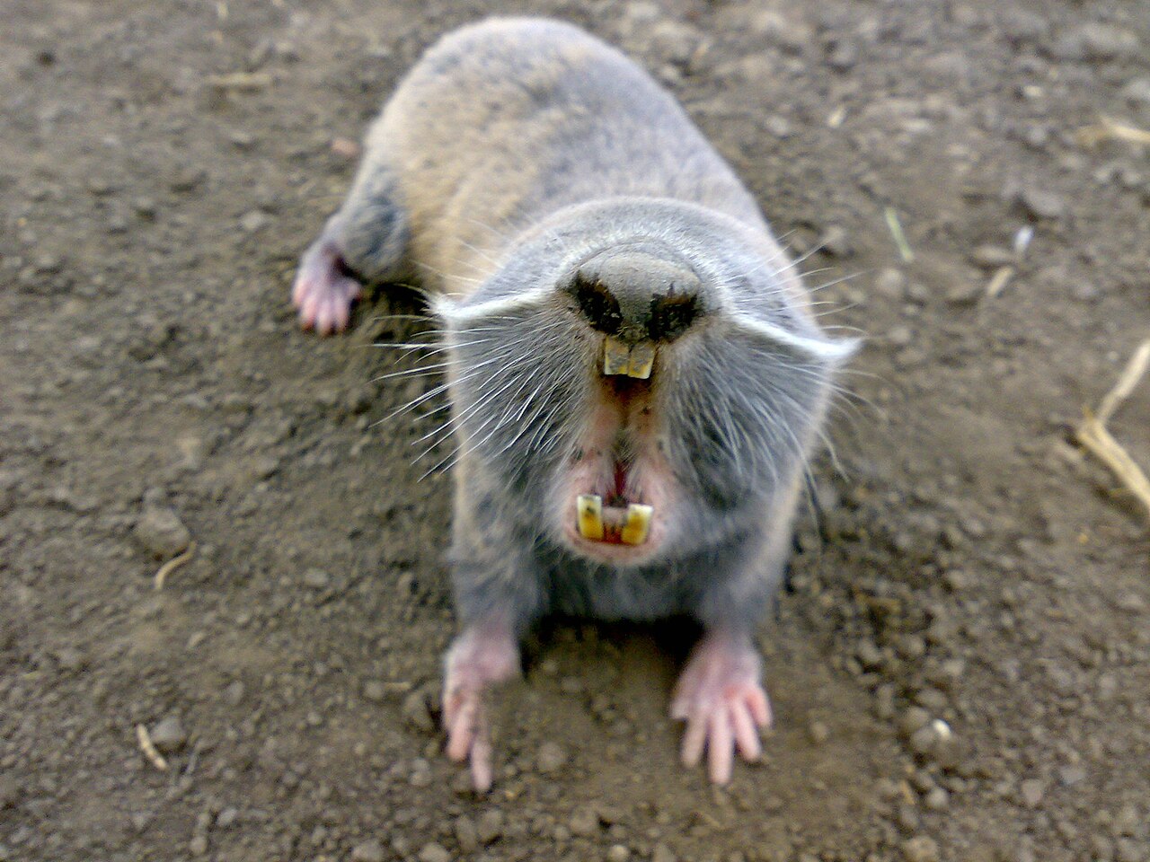 Greater Blind Mole Rat (Spalax microphthalmus)