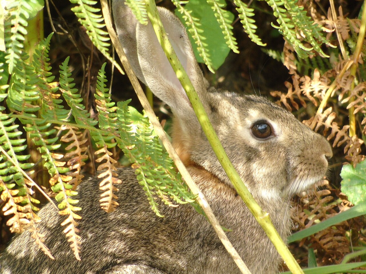 Oryctolagus algirus, kop van dichtbij in adelaarsvaren, parque de bens, a coruña, galicië: korte oren zonder zwarte punt en een lichte oogring