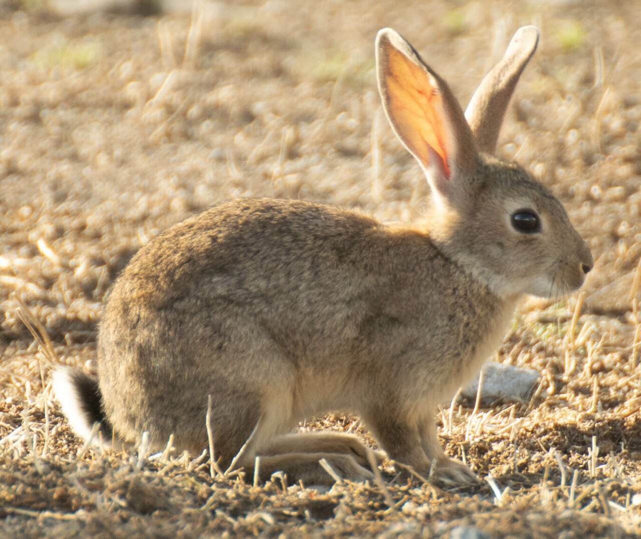 Oryctolagus algirus (Oryctolagus algirus)