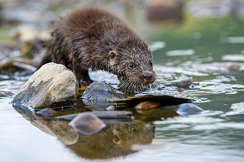 Otter (Lutra lutra)