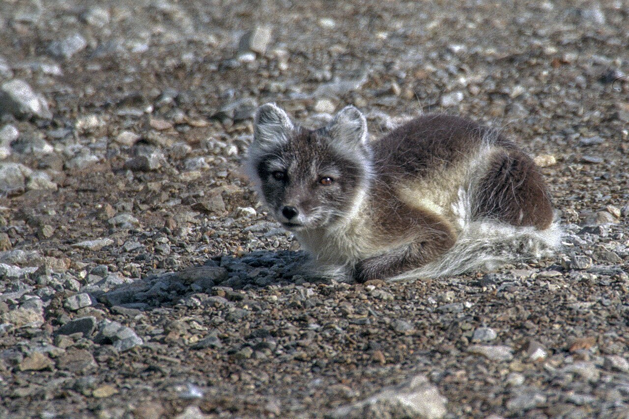 Poolvos (Vulpes lagopus)