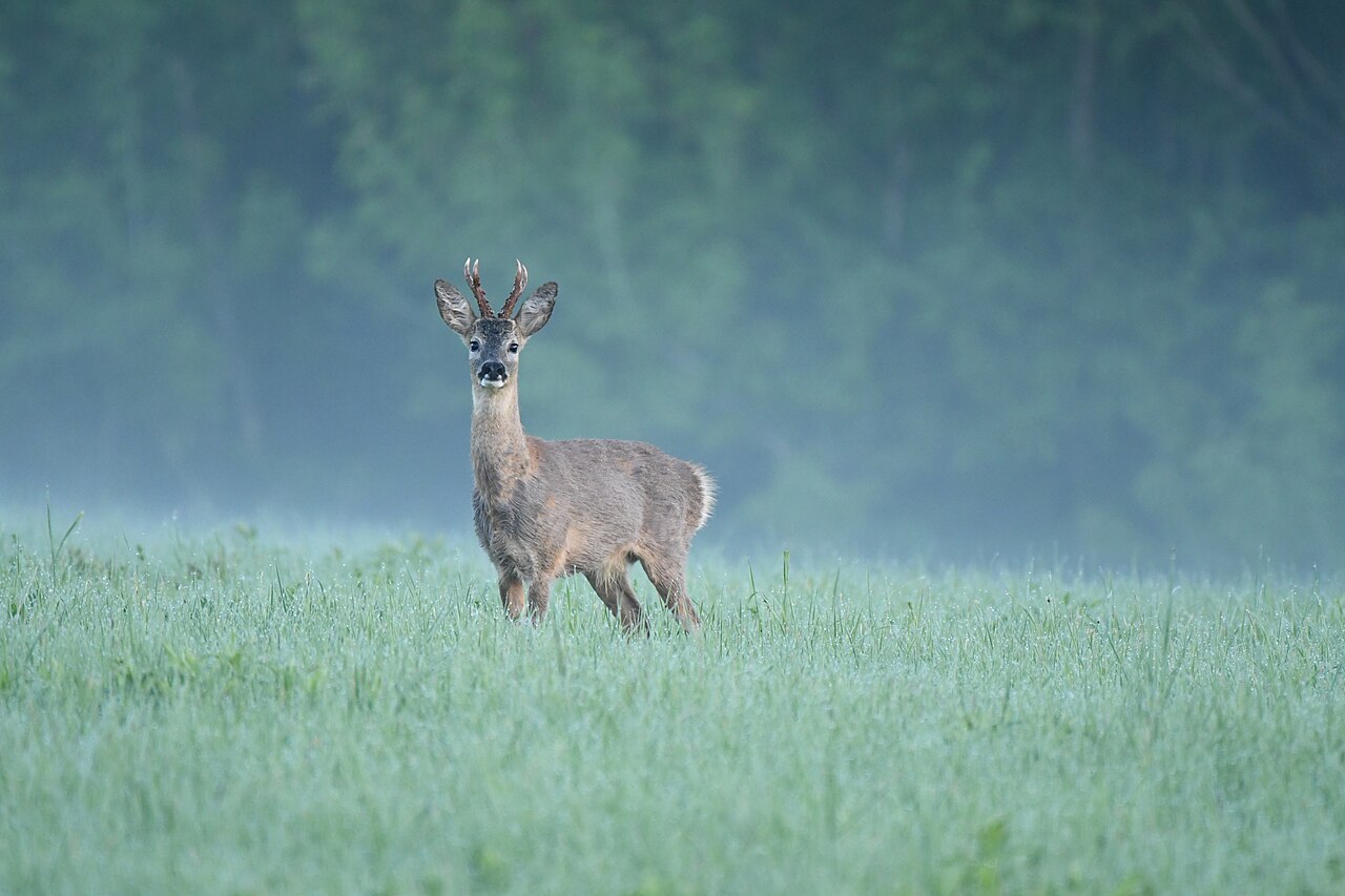 Ree (Capreolus capreolus)
