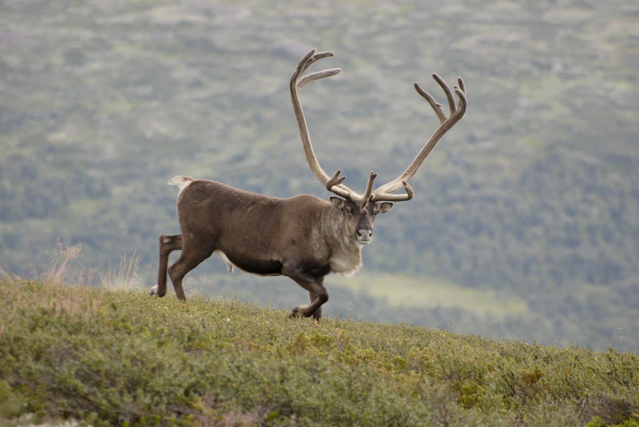 Rendier (Rangifer tarandus)