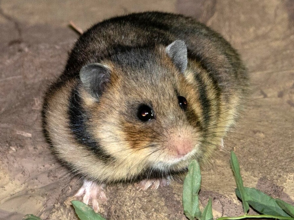 Roemeense hamster, kop van dichtbij: grote ronde oren, donkere wangstrepen en de aanzet van de zwarte borstband