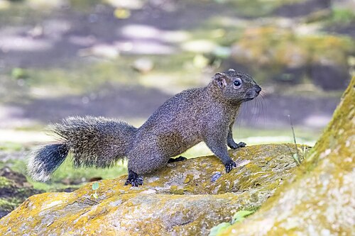 Roodbuikeekhoorn (Callosciurus erythraeus)