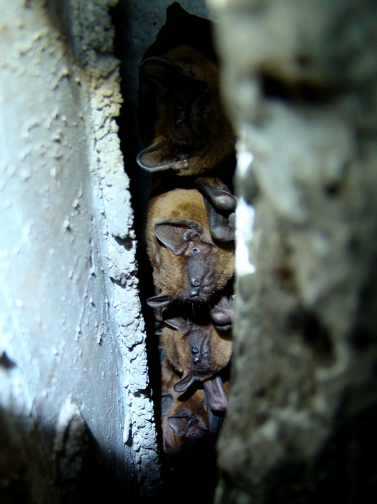Noctule bat (Nyctalus noctula)