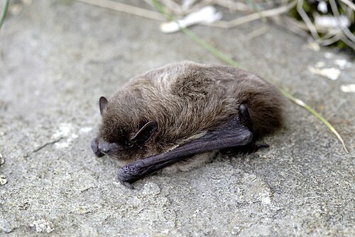 Ruige dwergvleermuis (Pipistrellus nathusii)