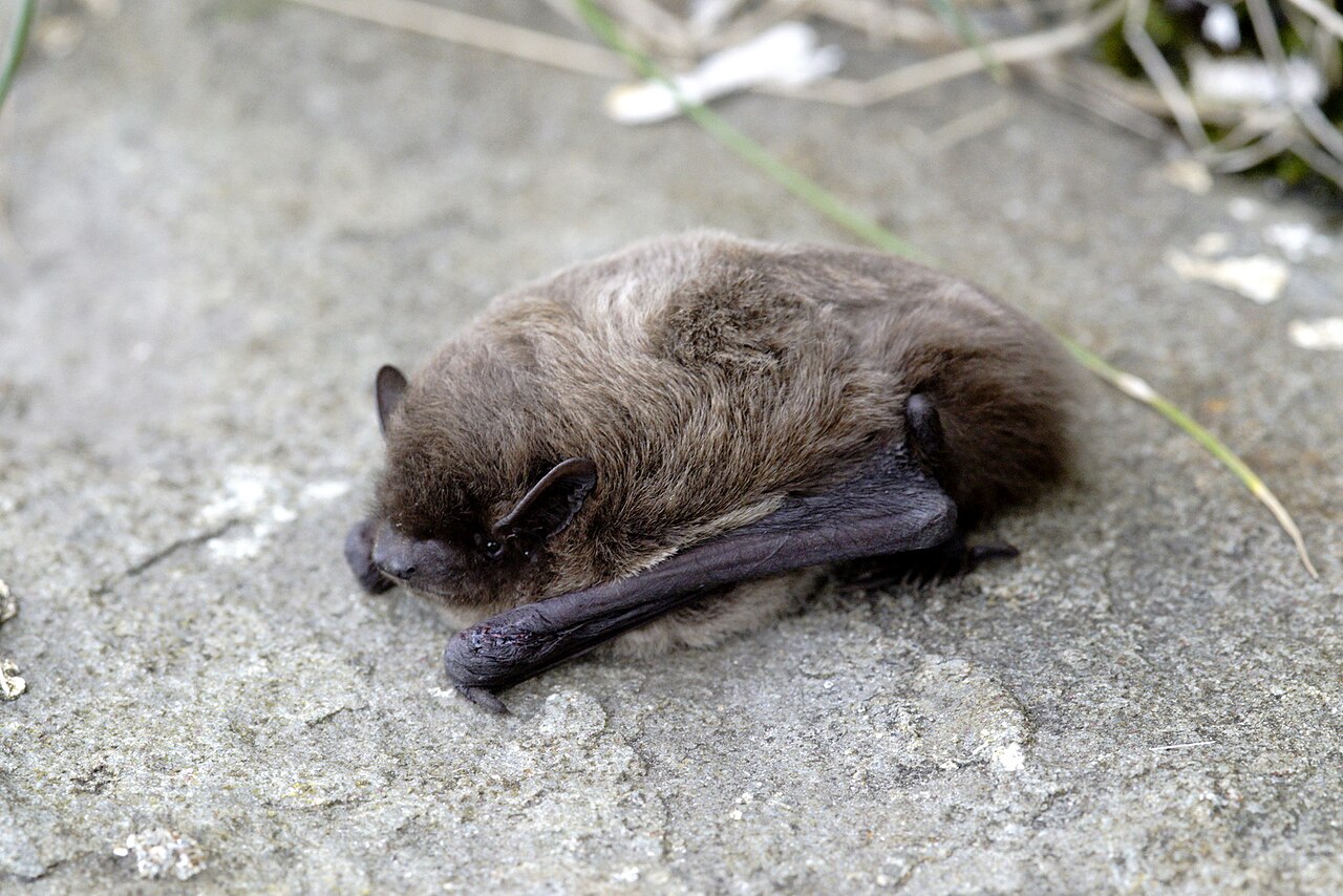 Murciélago De Nathusius (Pipistrellus nathusii)