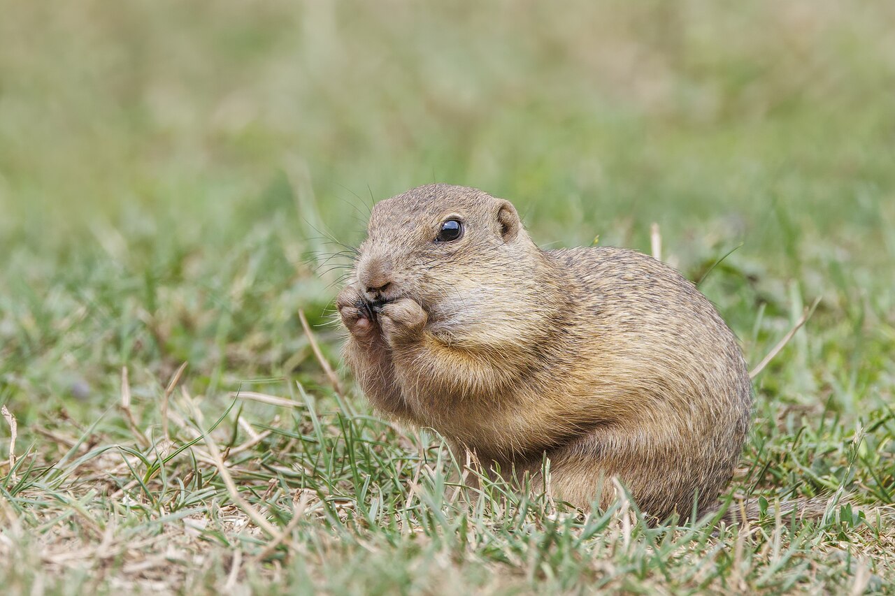 European ground squirrel, head close up, obrovisko, eastern slovakia: very small rounded ears, a large high-set eye and the cloudy vermiculation without true spots