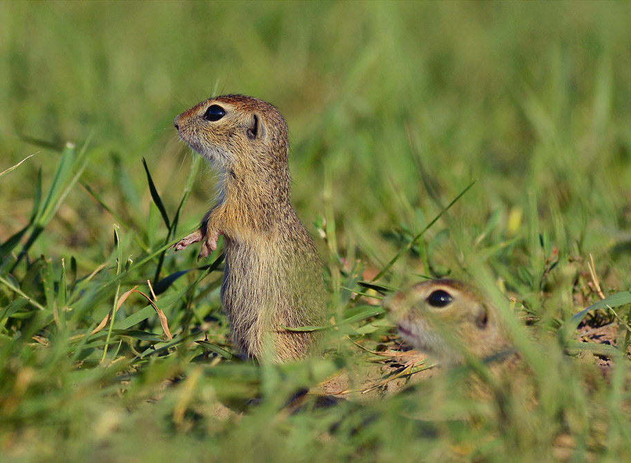 European ground squirrel, two youngsters of the year at the burrow mouth, banat, serbia — greyer and far slimmer than an adult in autumn
