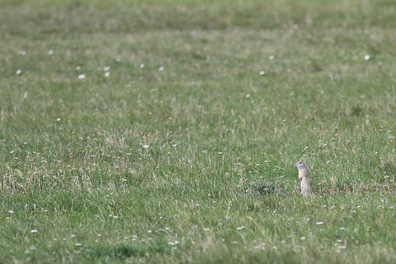 European ground squirrel, sentinel in short-grazed steppe grassland at fertőújlak, hungary — this is what a colony looks like from forty metres
