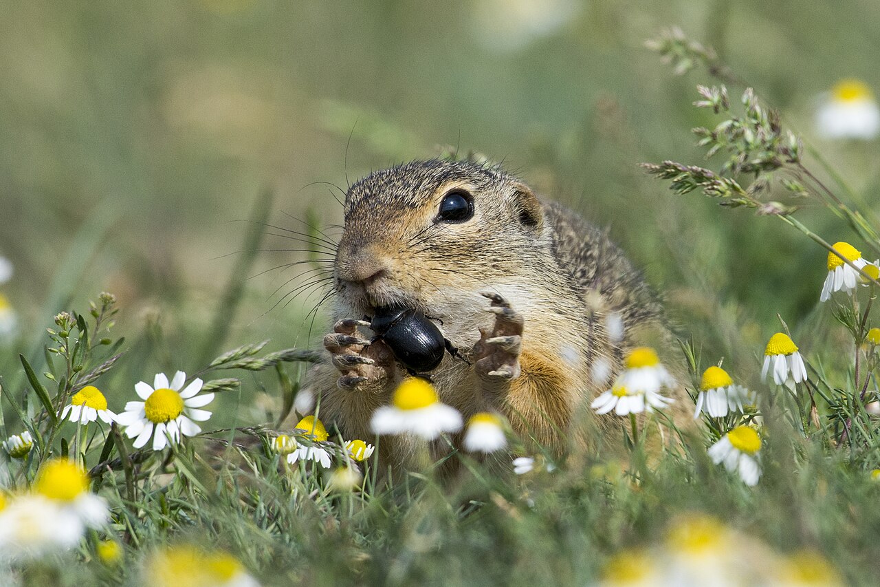 European ground squirrel (Spermophilus citellus)