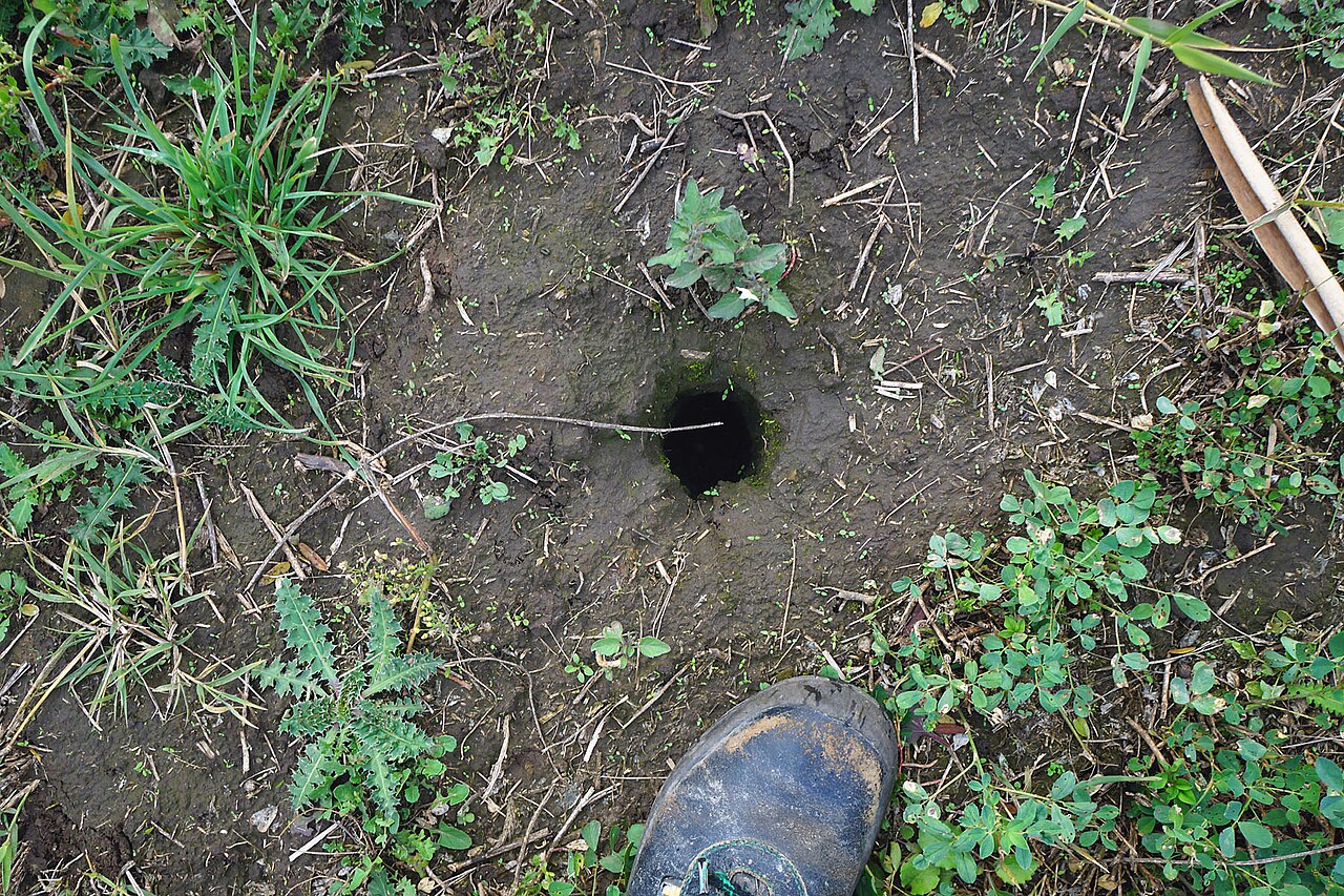 European ground squirrel, late autumn in the banat near tomaševac: the shaft is open but the colony is already underground — the boot gives the scale