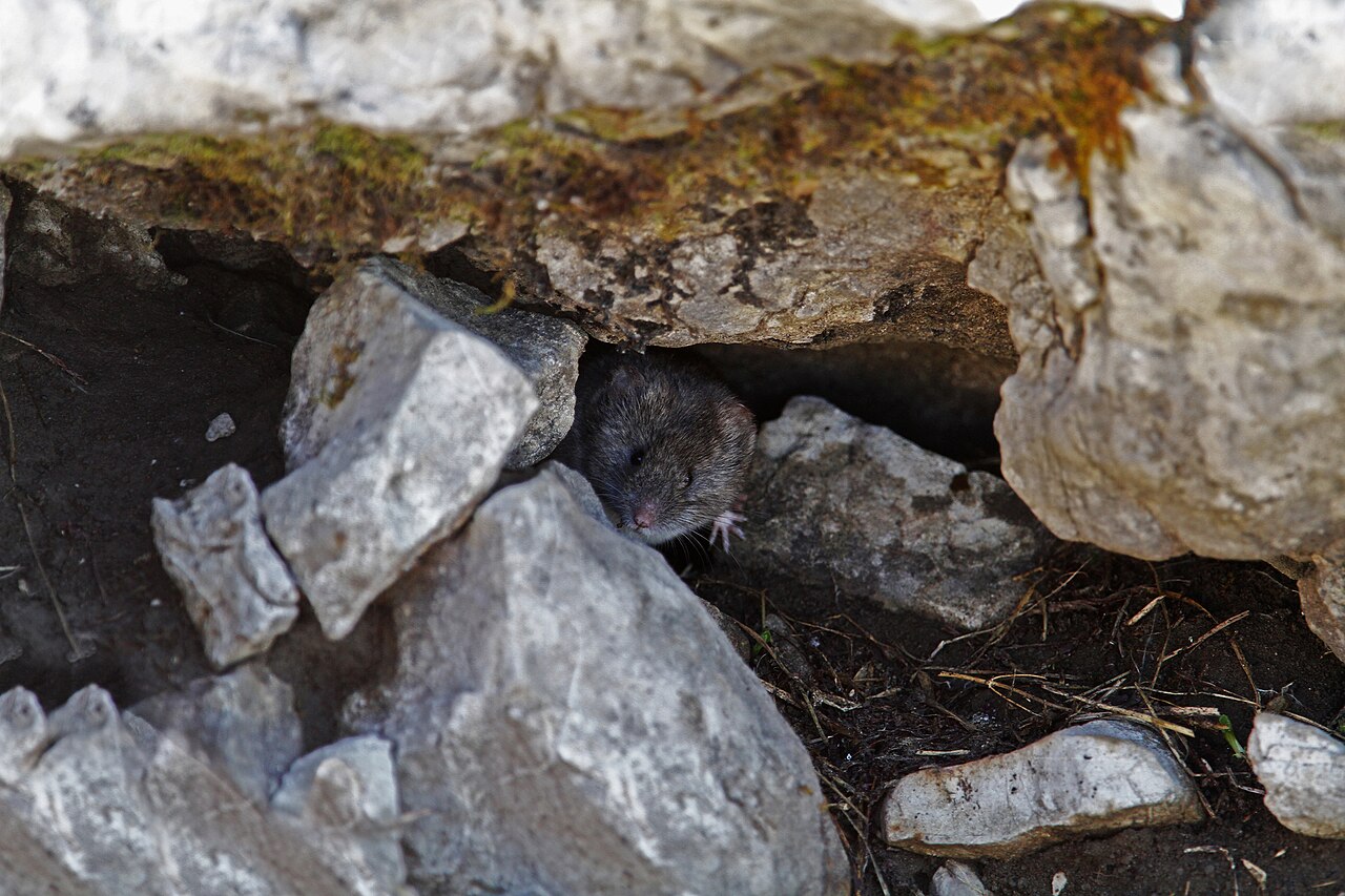 European Snow Vole, in a crevice between limestone blocks in vorarlberg — the place this species spends its whole life in and where no other european vole goes