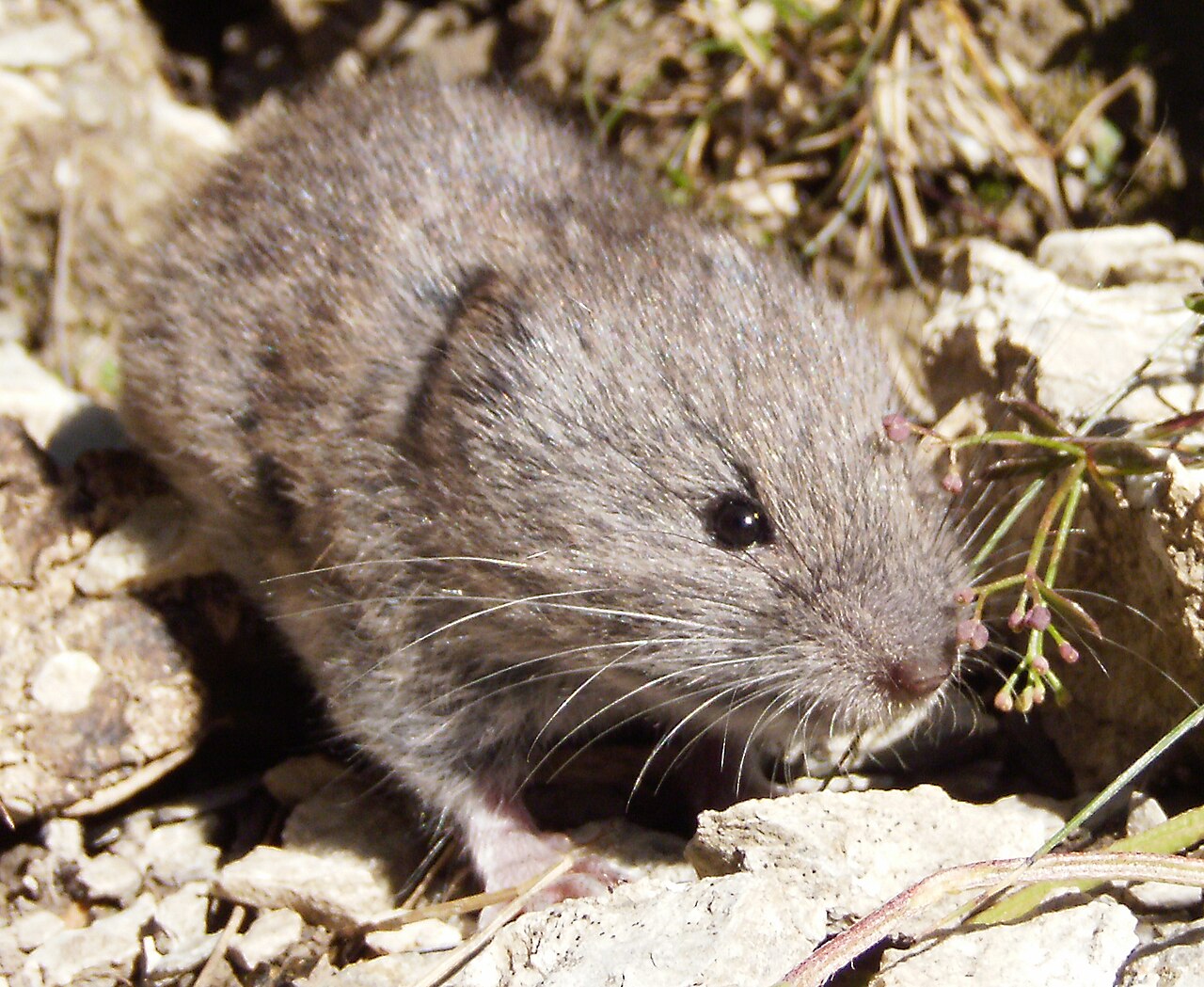 European Snow Vole, head close up: large dark eye, rounded projecting ears and whiskers reaching back past the shoulder — the feeling apparatus of a crevice dweller