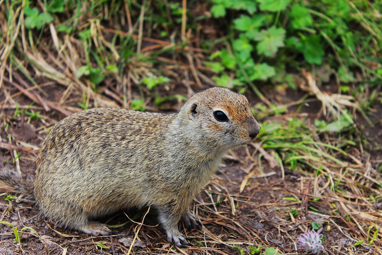Caucasian Mountain Ground Squirrel (Spermophilus musicus)