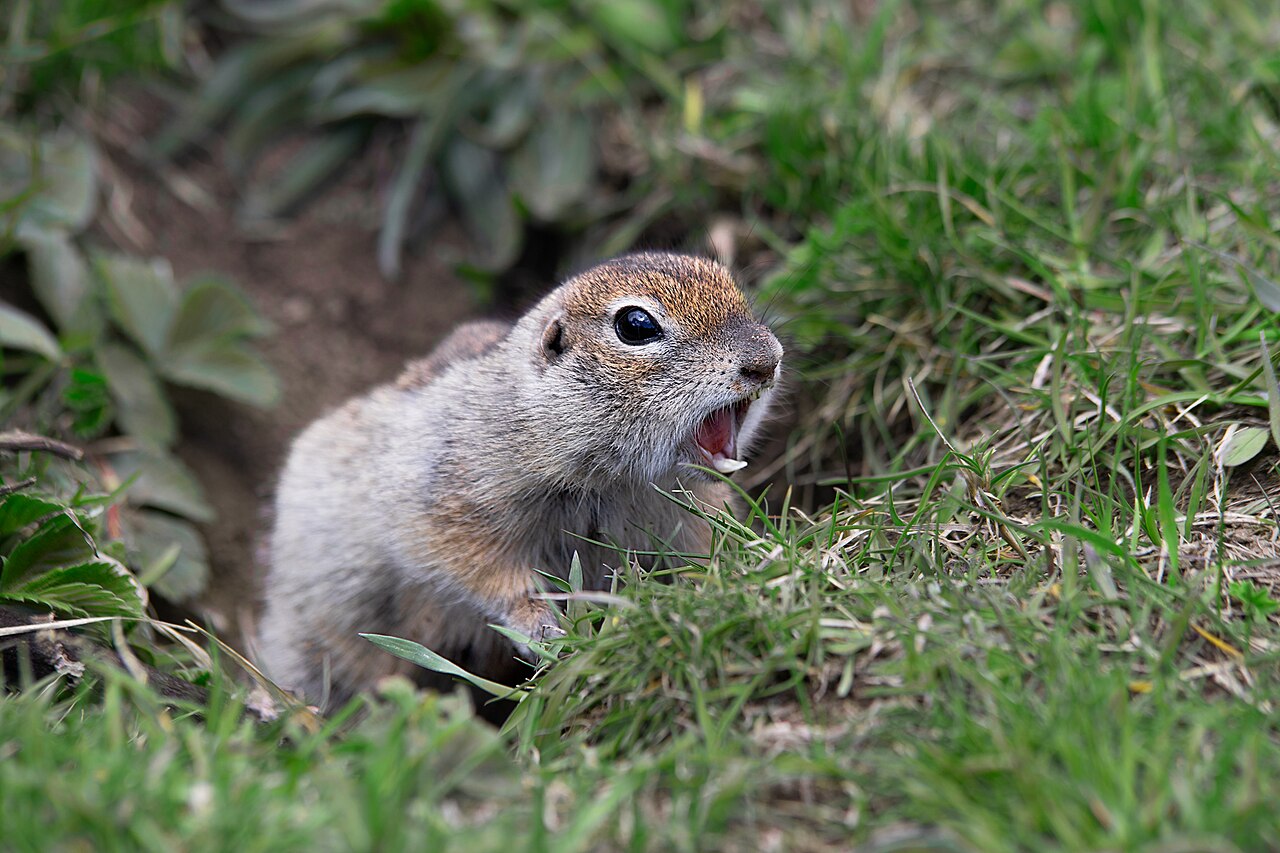 Caucasian Mountain Ground Squirrel, burrow mouth in the mountain meadow of the kabardino-balkarian high-mountain reserve, its occupant whistling the alarm from the shaft — the sound the species is named for