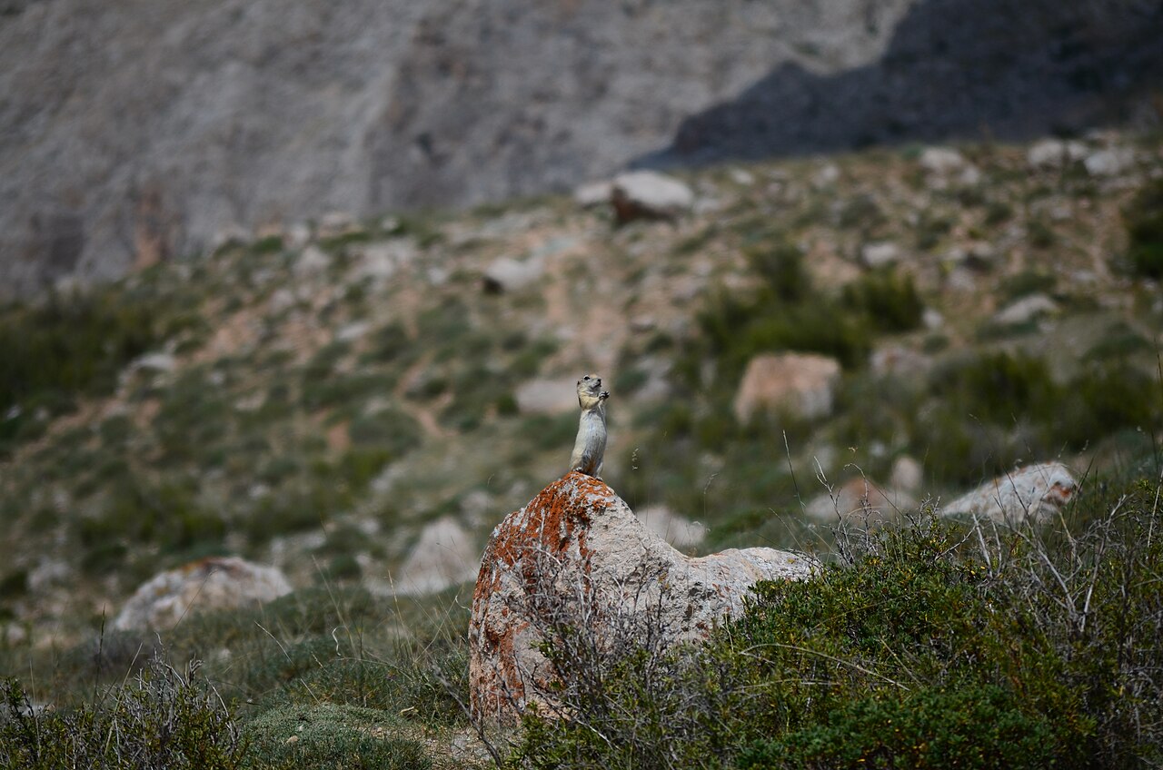 Spermophilus xanthoprymnus, centinela sobre una roca cubierta de líquenes al pie del demirkazık, aladağlar cerca de çamardı (niğde): estepa alta pedregosa bajo los cantiles calizos