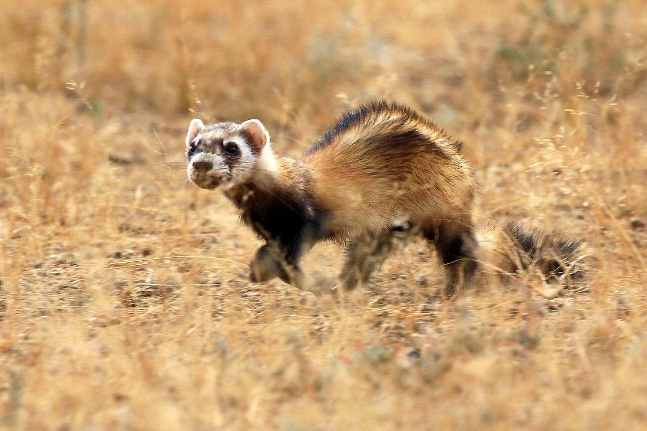 Steppebunzing (Mustela eversmanii)