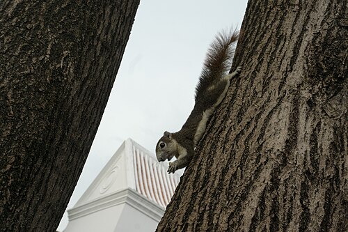 Thaise eekhoorn (Callosciurus finlaysonii)