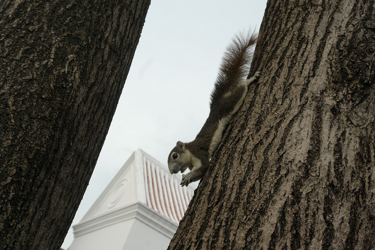 Thaise eekhoorn (Callosciurus finlaysonii)