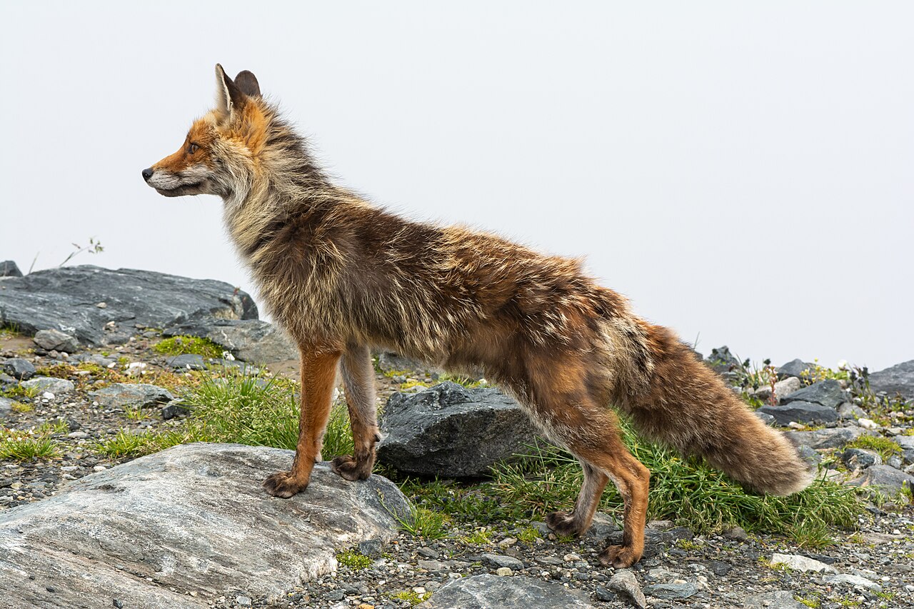 Vos, boven de boomgrens in het nationaalpark hohe tauern, karinthië
