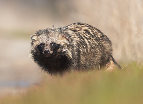Raccoon dog (Nyctereutes procyonoides)