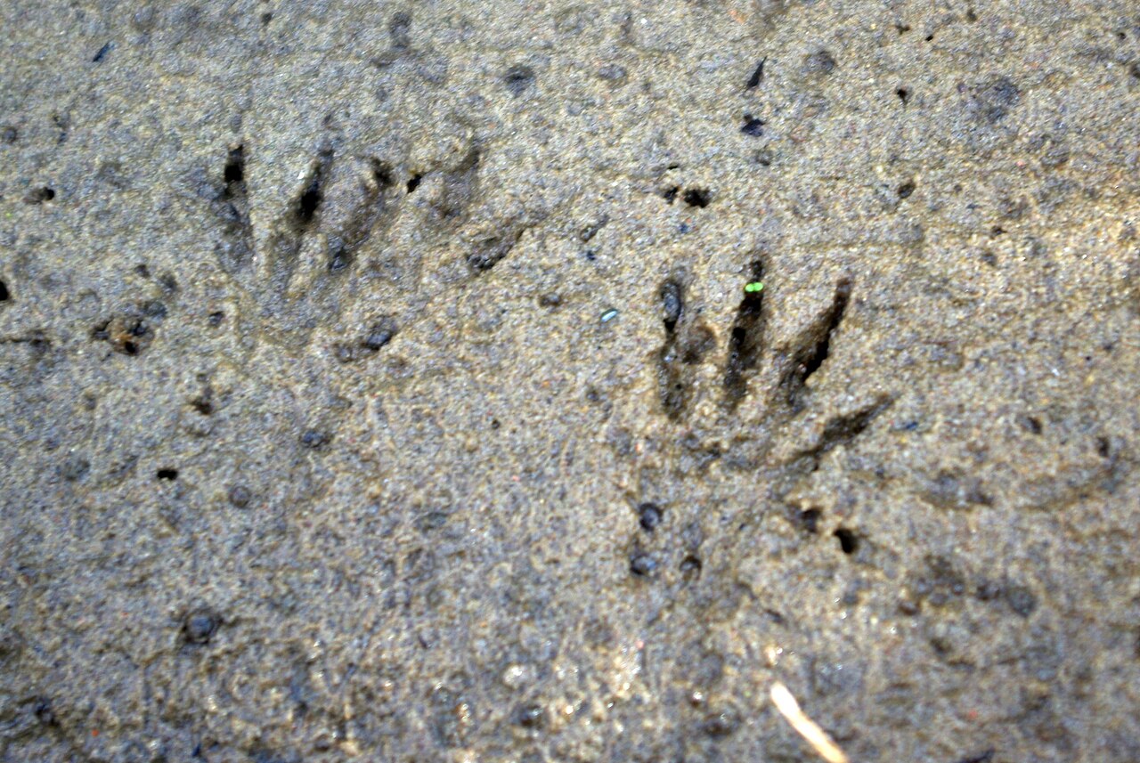 Southern water vole, prints in the silt of the porma bank: on the left the fore foot with four toes, on the right the hind foot with five, all toes widely splayed