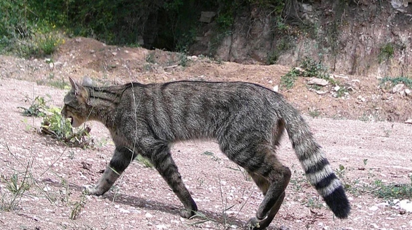 Wildcat, in the limestone serra del montsec, catalonia; the tail shows the three separate black rings and the blunt black tip
