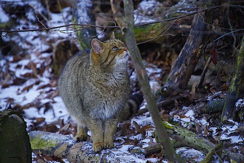 Wilde kat (Felis silvestris)