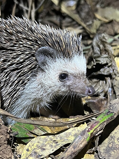 Witbuikegel (Atelerix albiventris)