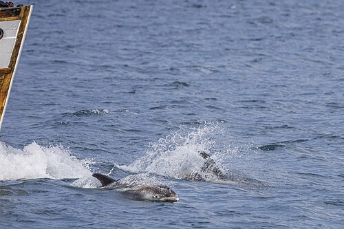 Witsnuitdolfijn (Lagenorhynchus albirostris)