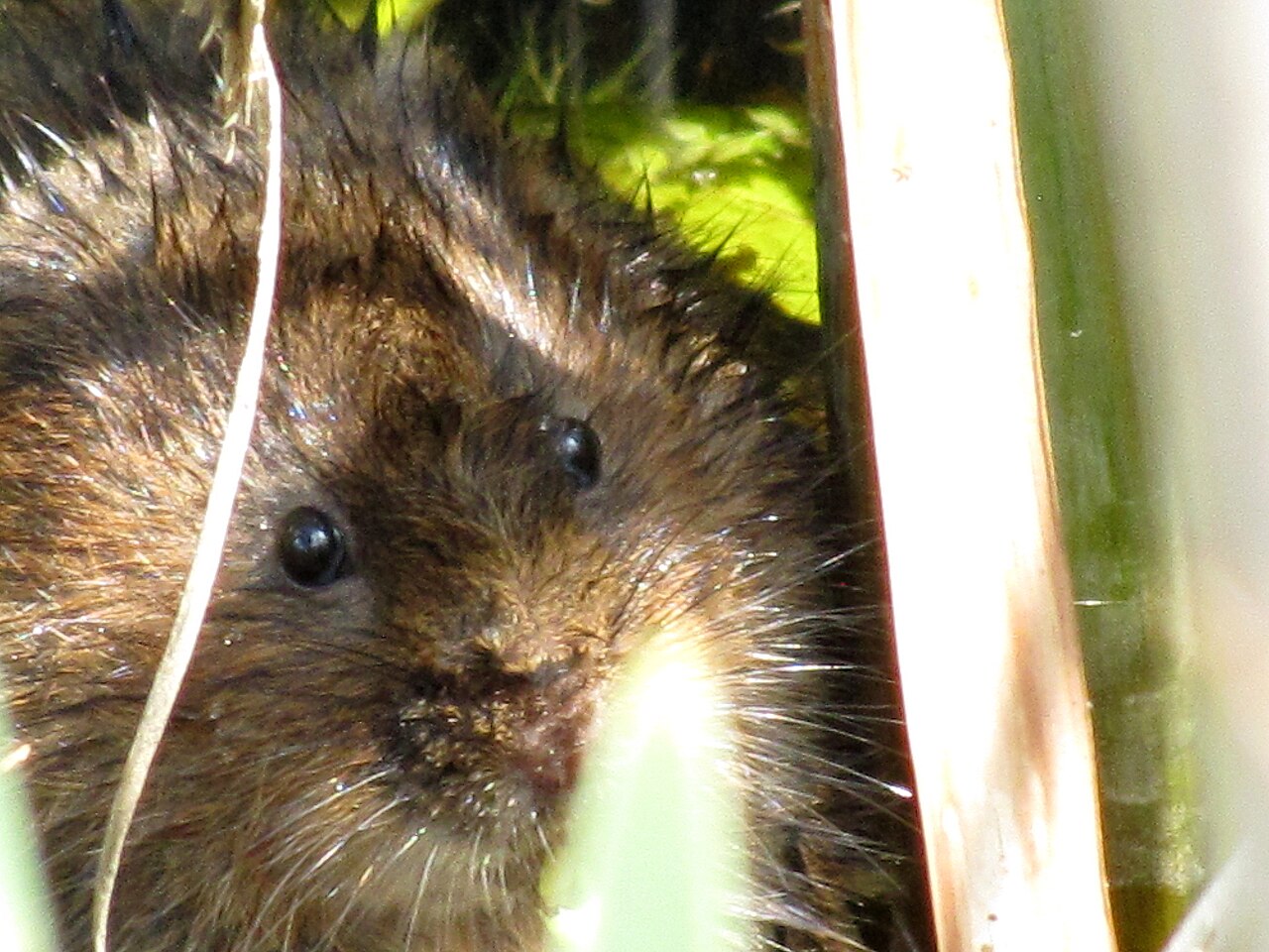 Eurasian Water Vole, head close up among the reed leaves: blunt muzzle, small black eyes and ears barely clearing the fur