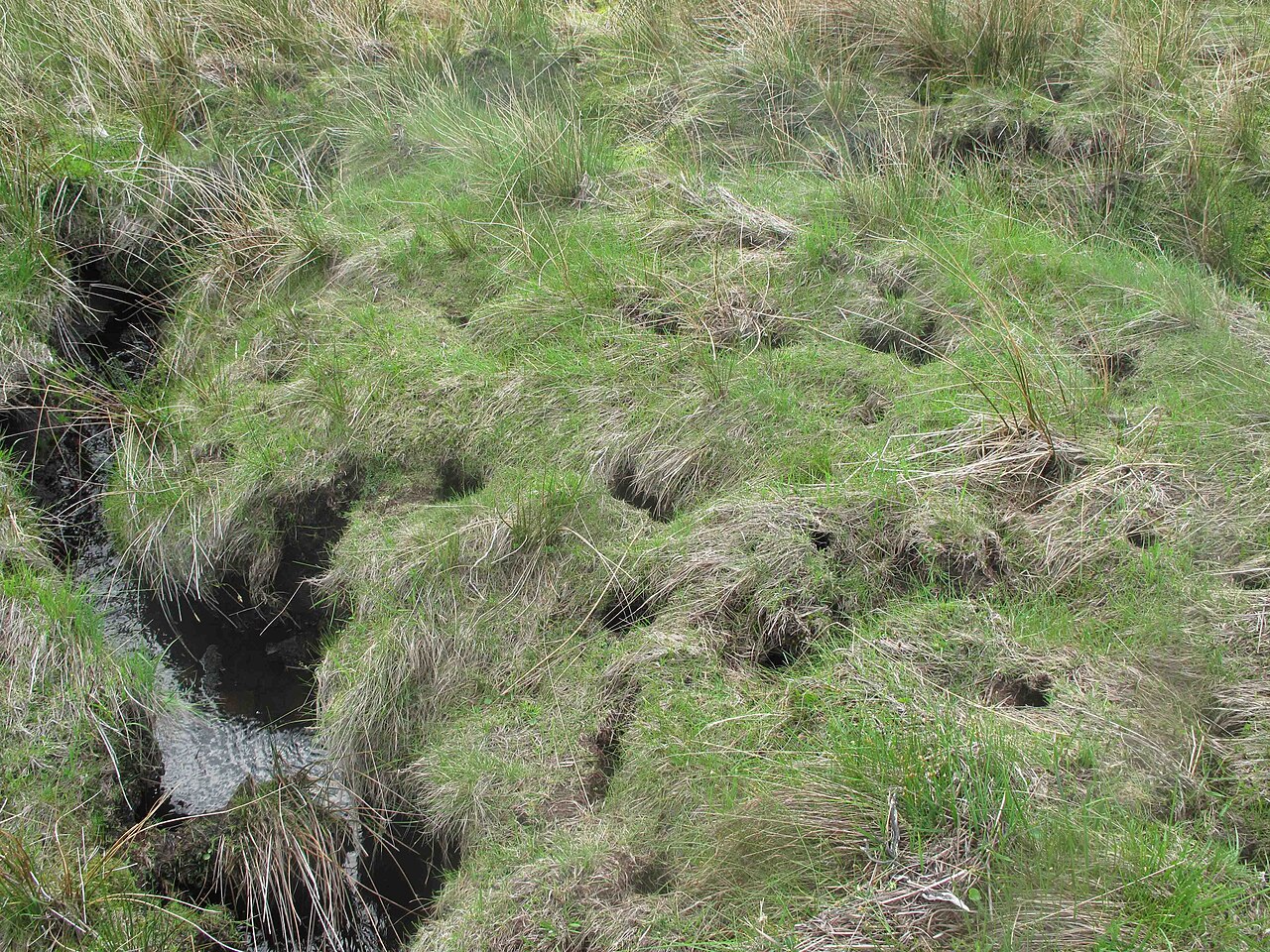 Eurasian Water Vole, a whole system along a hill burn: dozens of burrow entrances in the bank, with grazed patches in front of them and the network of runs between
