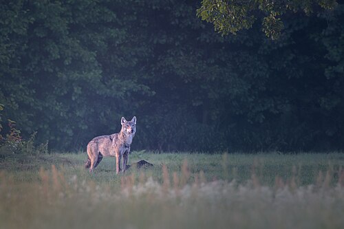 Grey Wolf (Canis lupus)