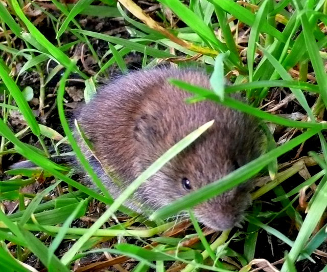 Aardmuis, in ongemaaid gras in derbyshire, het leefgebied waaraan de soort gebonden is; het dier loopt onder de halmen door en is nauwelijks te zien