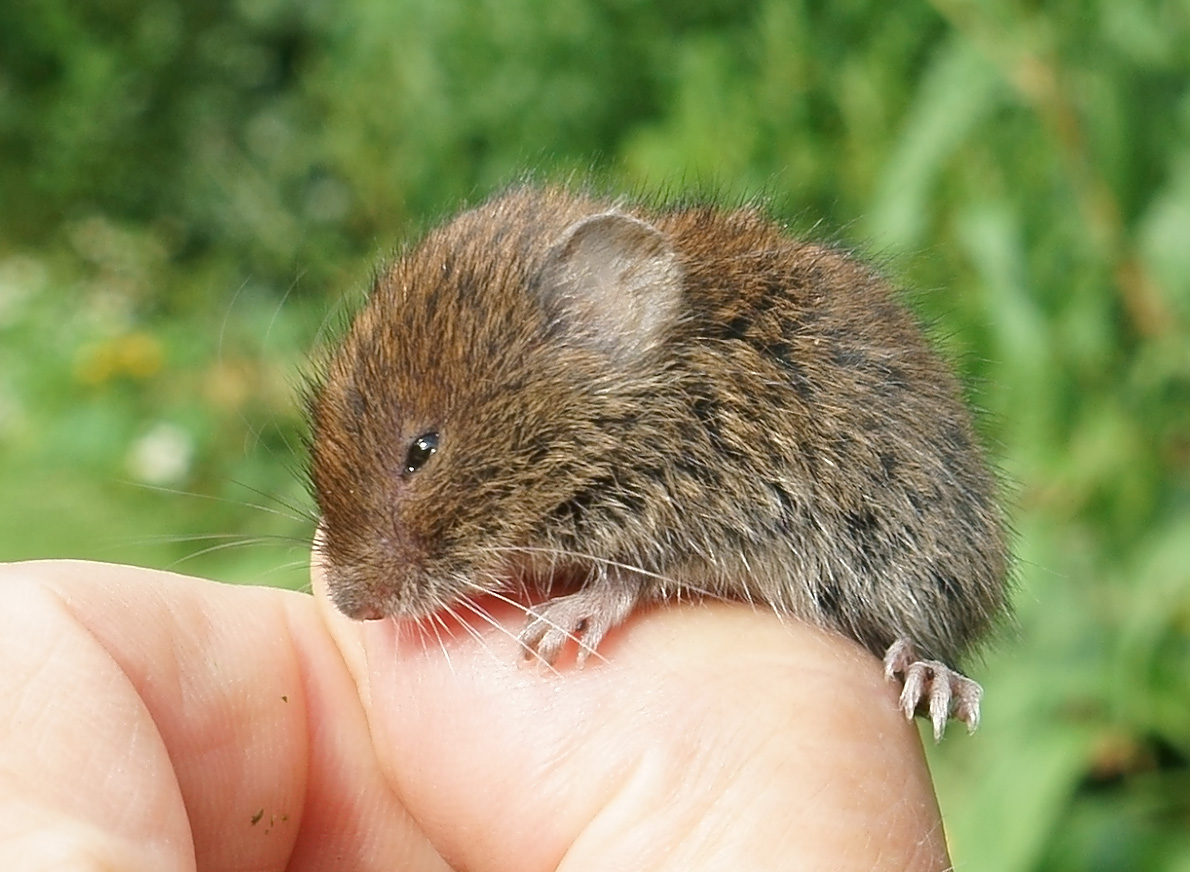 Aardmuis, in de hand: klein, rond oor dat half in de lange haren aan de oorbasis verdwijnt — het kenmerk dat de aardmuis van de veldmuis scheidt (bremen)