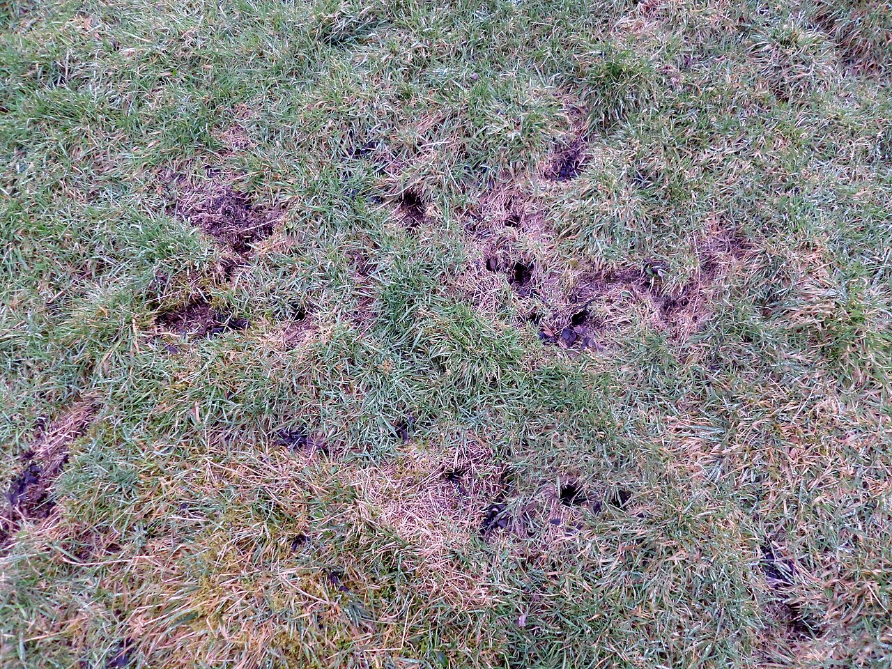 Aardmuis, wisselstelsel in de zode: ronde holingangen van ongeveer drie centimeter, verbonden door kaalgelopen kanaaltjes met afgeknipt gras (nithsdale, schotland)