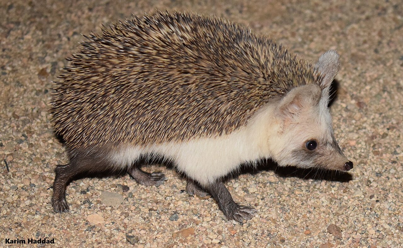 Abessijnse egel (Paraechinus aethiopicus)