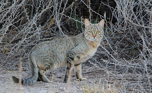 Afrikaanse wilde kat (Felis lybica)